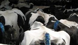 Improving fertility in block-calving herds